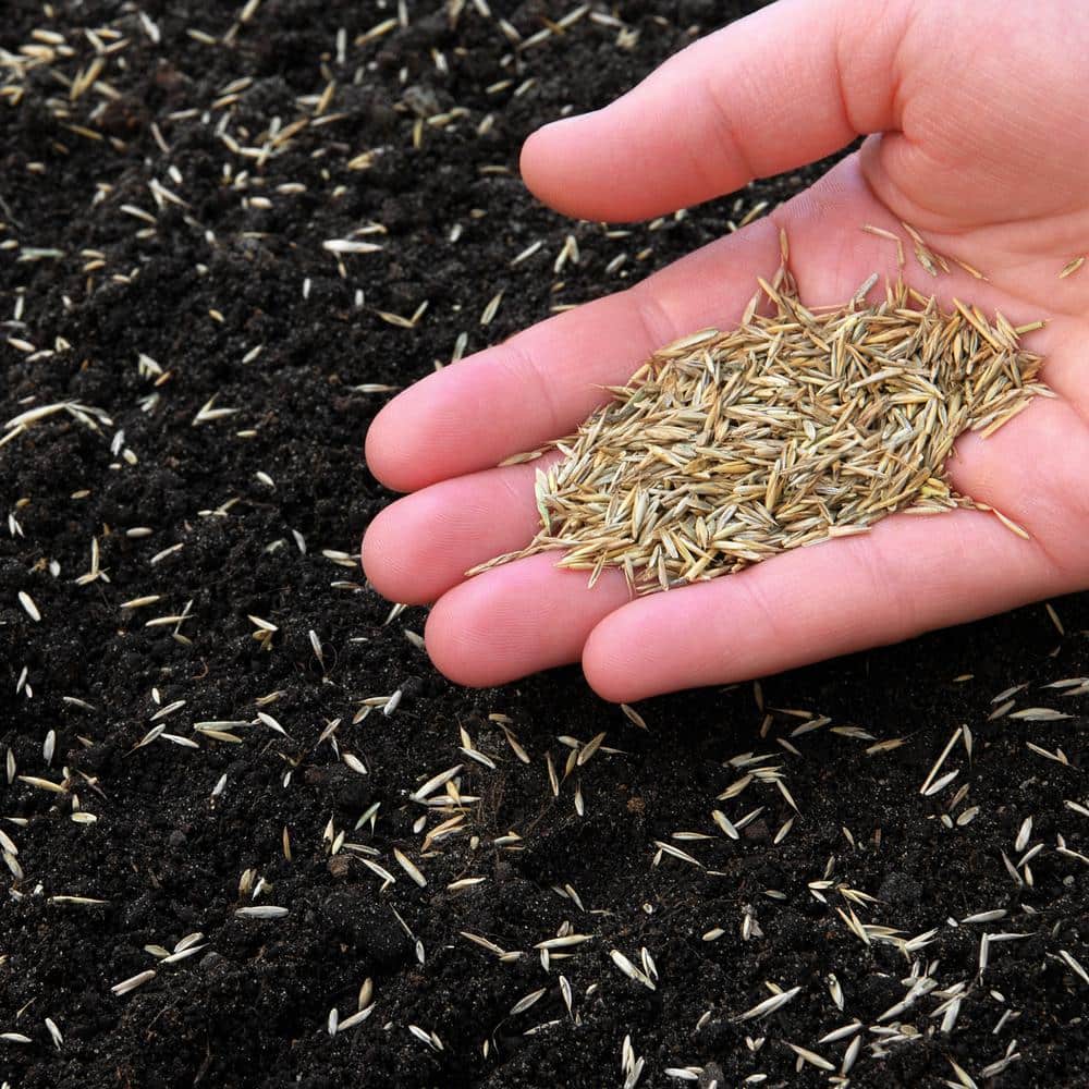 Trifecta II Gray Leaf Spot Resistant Perennial Ryegrass Blend 50 lb. Bag