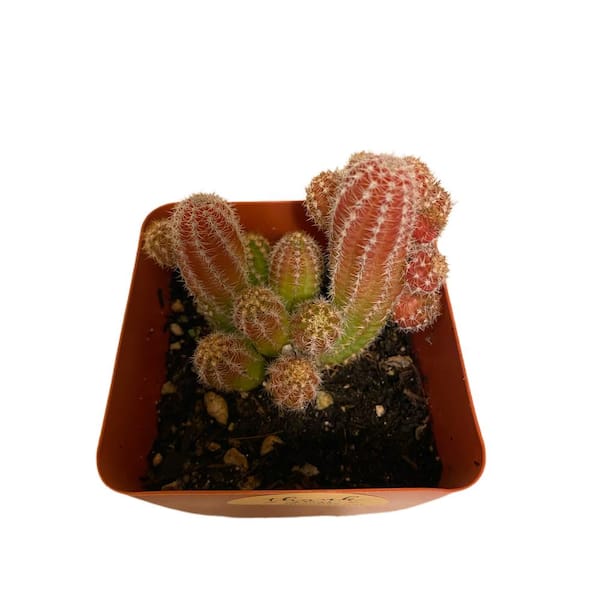 dracaena tricolour Dracaena tricolor – Seedlink main image 1