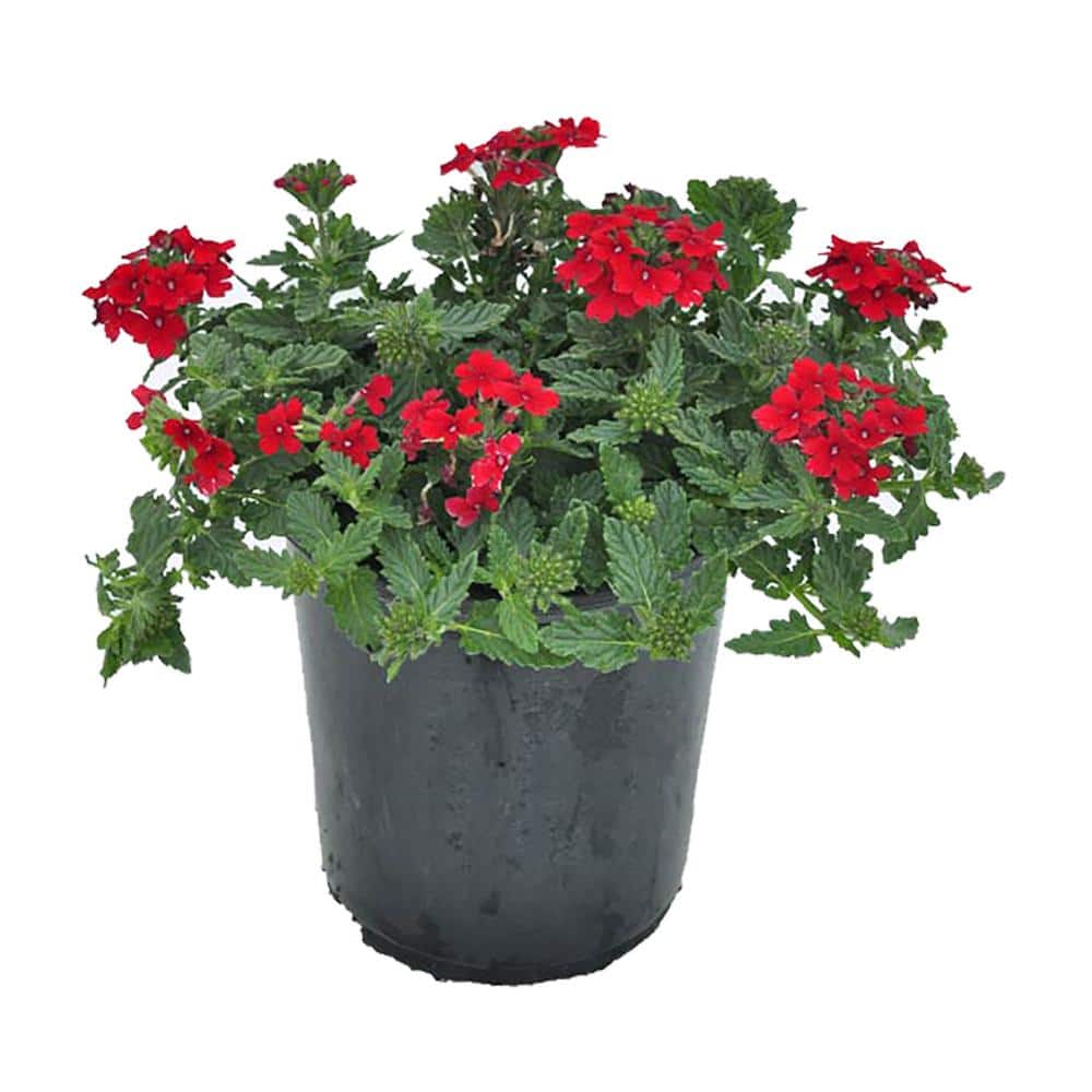 2.5 qt. Verbena x. Endurascape Red Perennial Plant with Red Flowers-1 Pack
