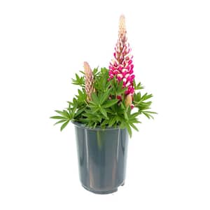 2.5 qt. Lupine p. Staircase Red Perennial Plant with Red Flowers (1-Pack)