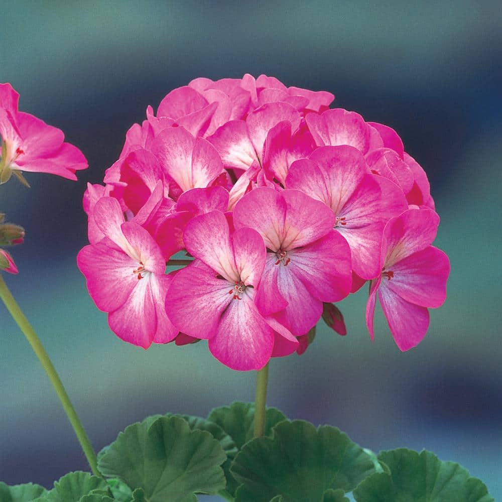 3.5 Pt. Rose Geranium Seeds 9332 The Home Depot