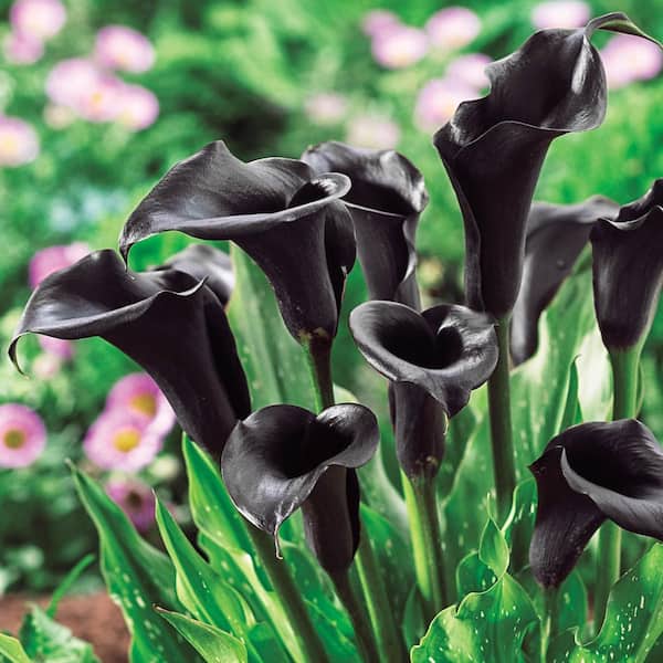 Breck's Odessa Calla Lily Dormant Flower Bulbs (5-Pack)