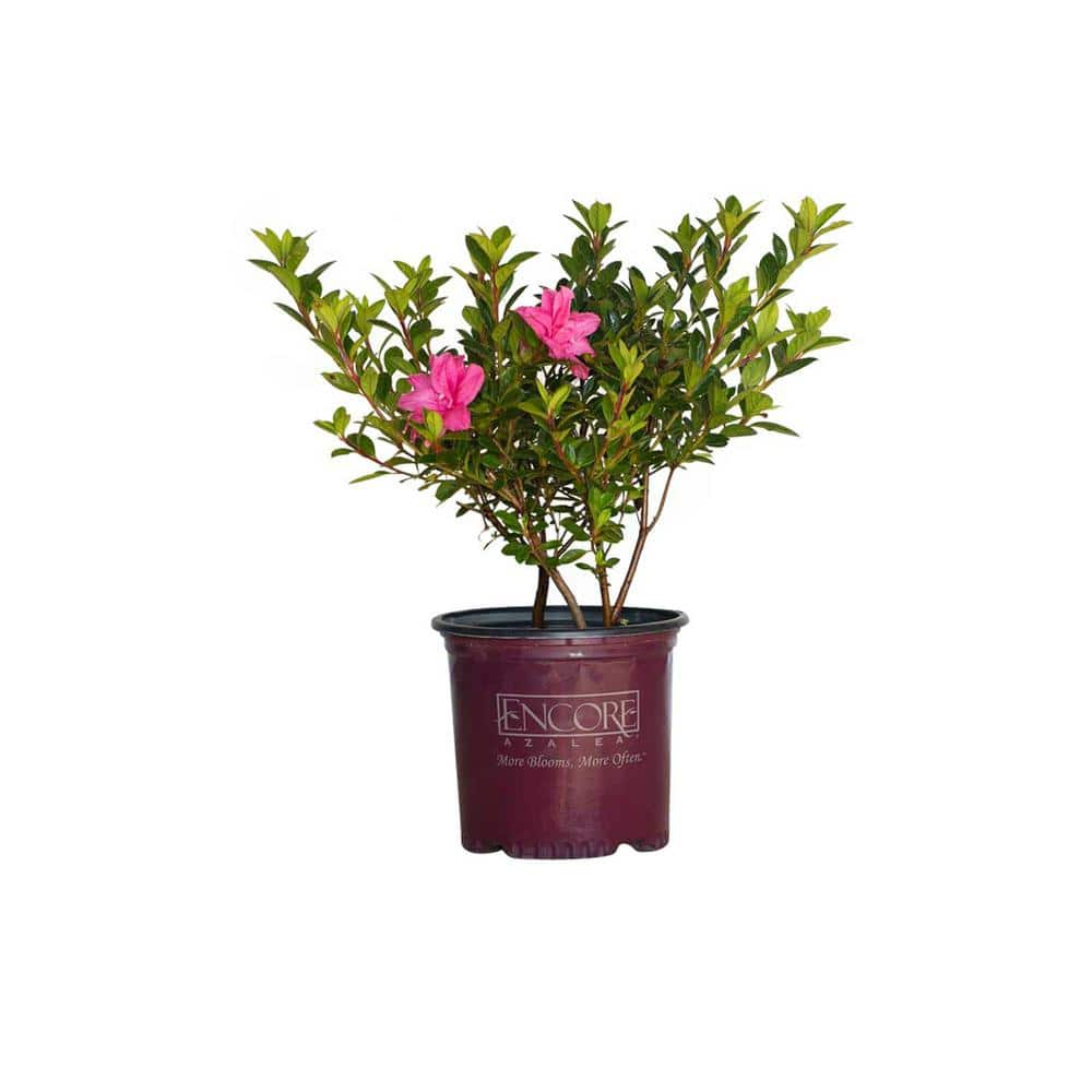 ENCORE AZALEA 1 Gal. Autumn Carnation Shrub with Ruffled Pink ...