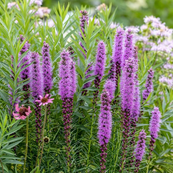 VAN ZYVERDEN Blazing Star Liatris Spicata Bulbs (25-Set) 83523