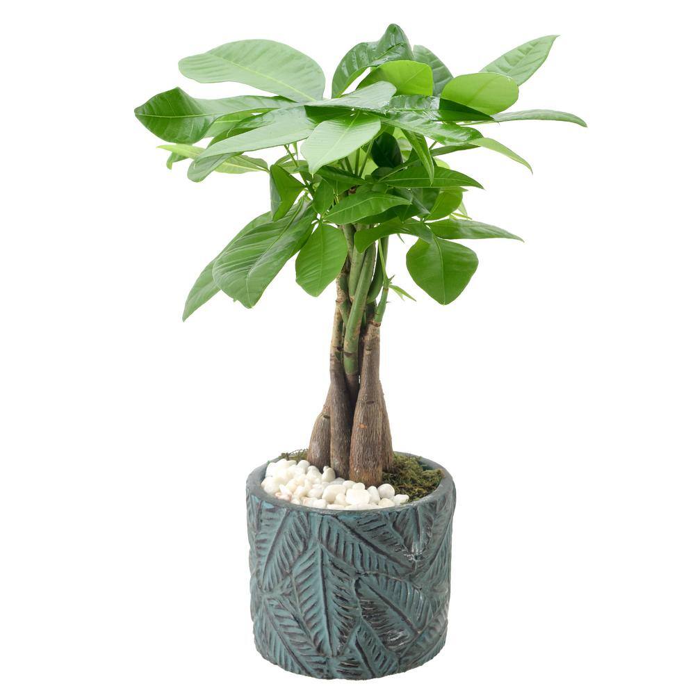 Large Green Money Tree in Blue Ceramic Planter