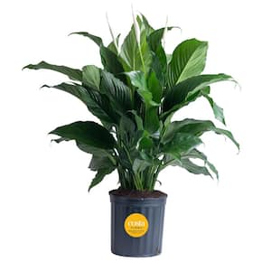 Spathiphyllum Sweet Pablo Indoor Peace Lily in 9.25 in. Grower Pot, Avg. Shipping Height 2-3 ft. Tall