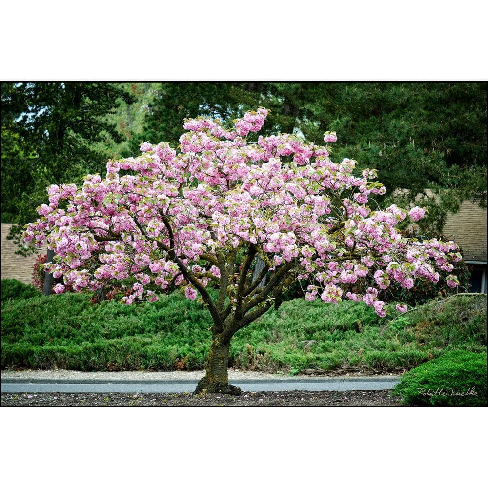 Online Orchards Kwanzan Cherry Blossom Tree