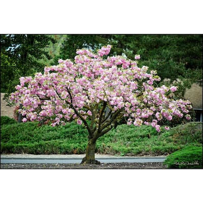 Cherry Blossom - Trees - Outdoor Plants - The Home Depot