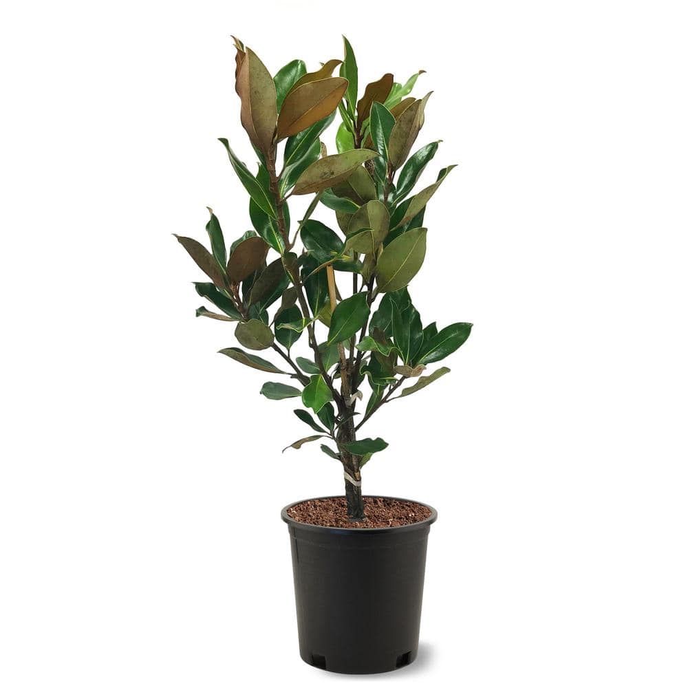 21 Gal. Little Gem Southern Magnolia Tree MAGLIT021G   The Home Depot