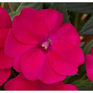 12 In. Pink Impatien Outdoor Annual Plant with Rose Flowers in 12 In. Hanging Basket