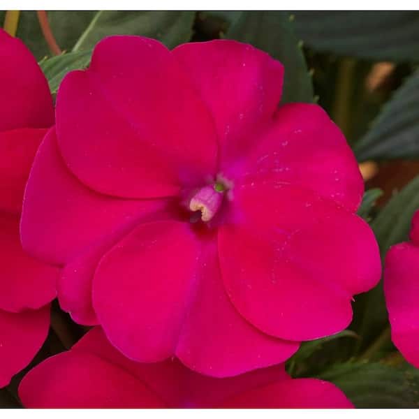 SunPatiens 1 Gal. Compact Rose Glow SunPatiens Impatiens Outdoor Annual Plant with Deep Pink Flowers  (2-Plants)