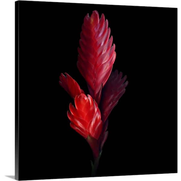 GreatBigCanvas "Bromeliad" by Magda Indigo Canvas Wall Art