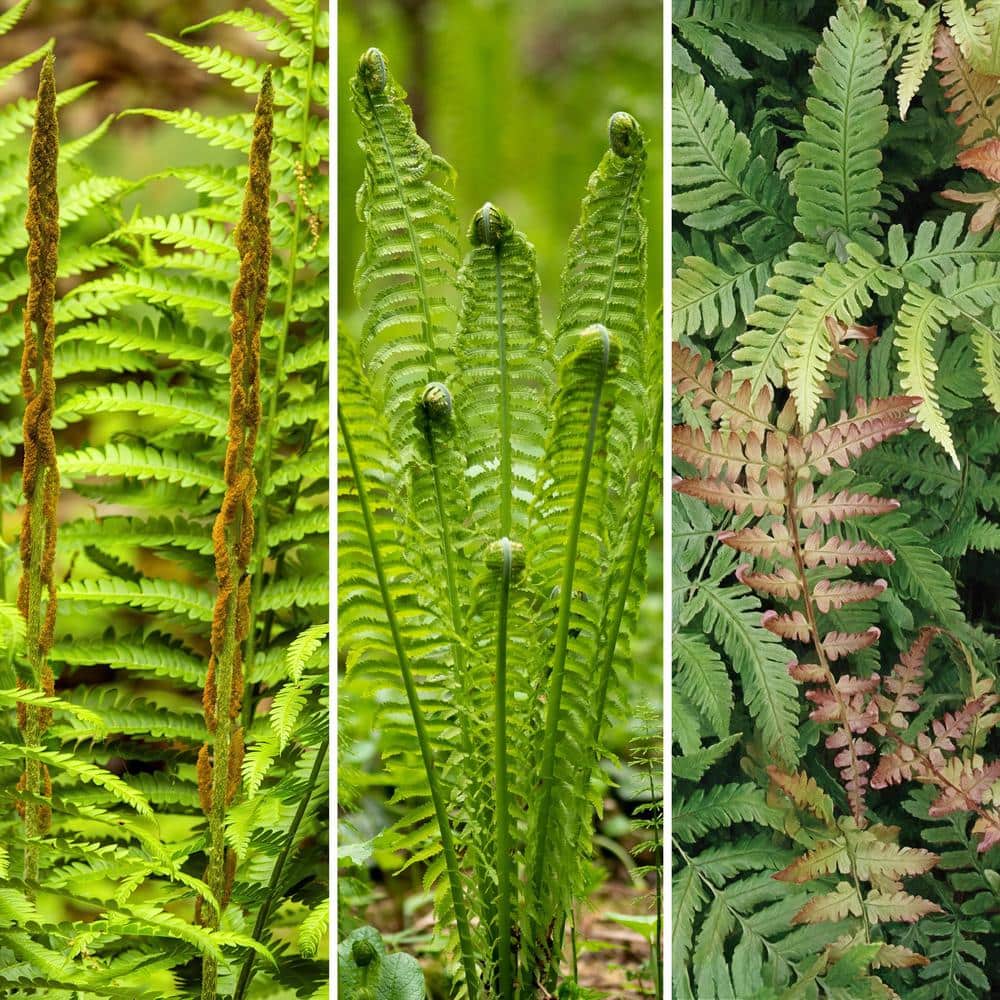 Colorama Fern Collection with Rust and Green Fronds, 3-Pack