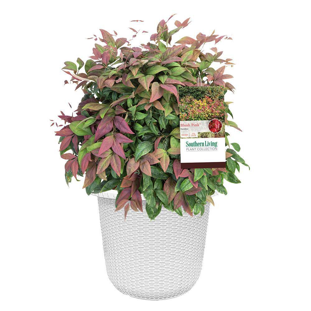 2 Gal. Nandina Blush Pink Shrub with Pink and Red Foliage in Decorative Container price history on PriceWatchPro