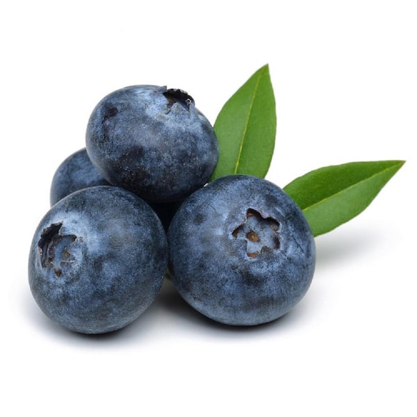 Pennington 1.25 qt. Blueberry Jersey 3D Live Fruit Plant (4-Pack ...