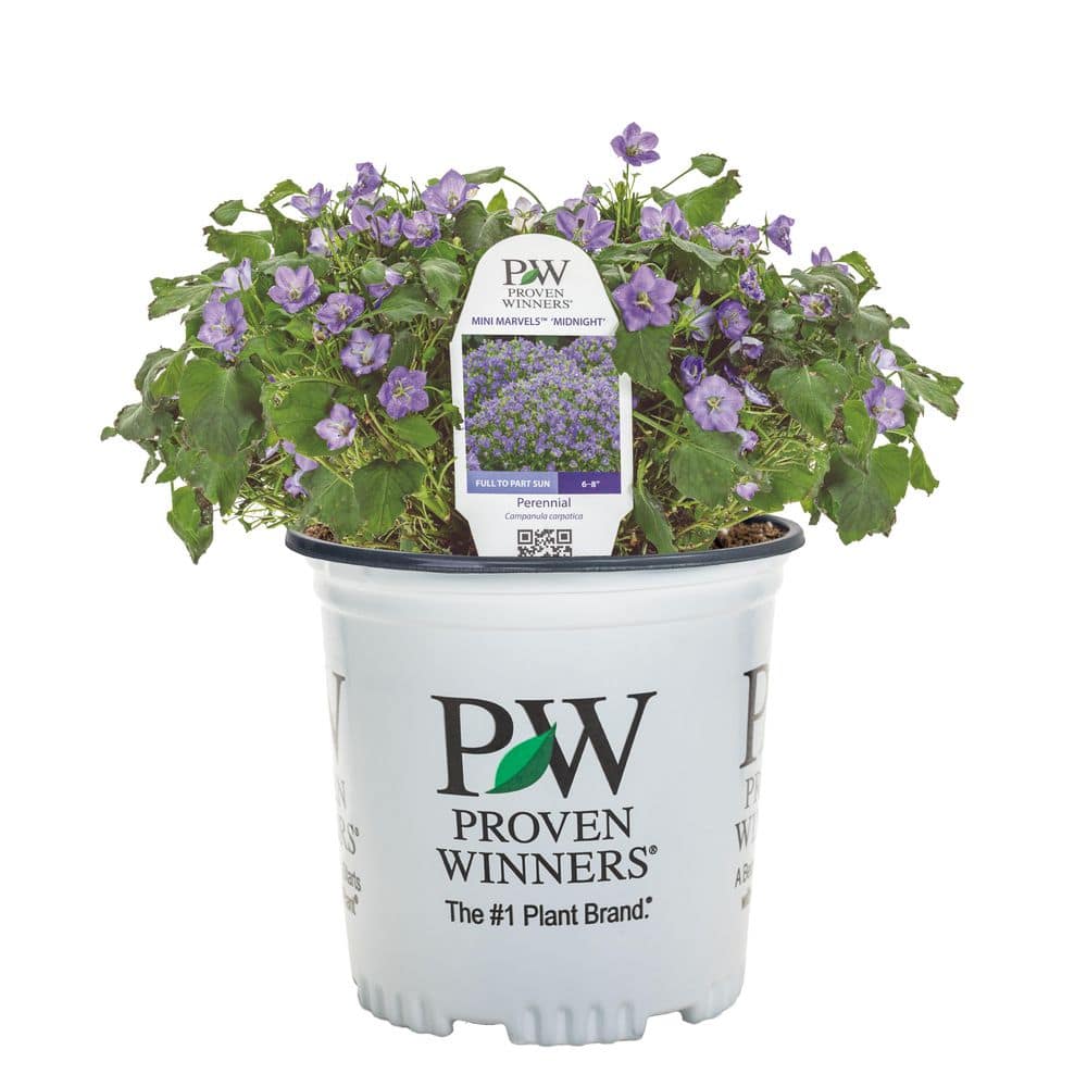 【希少】A Darden of Bell Flowers CAMPWP102-Lifestyle-1_e494e939