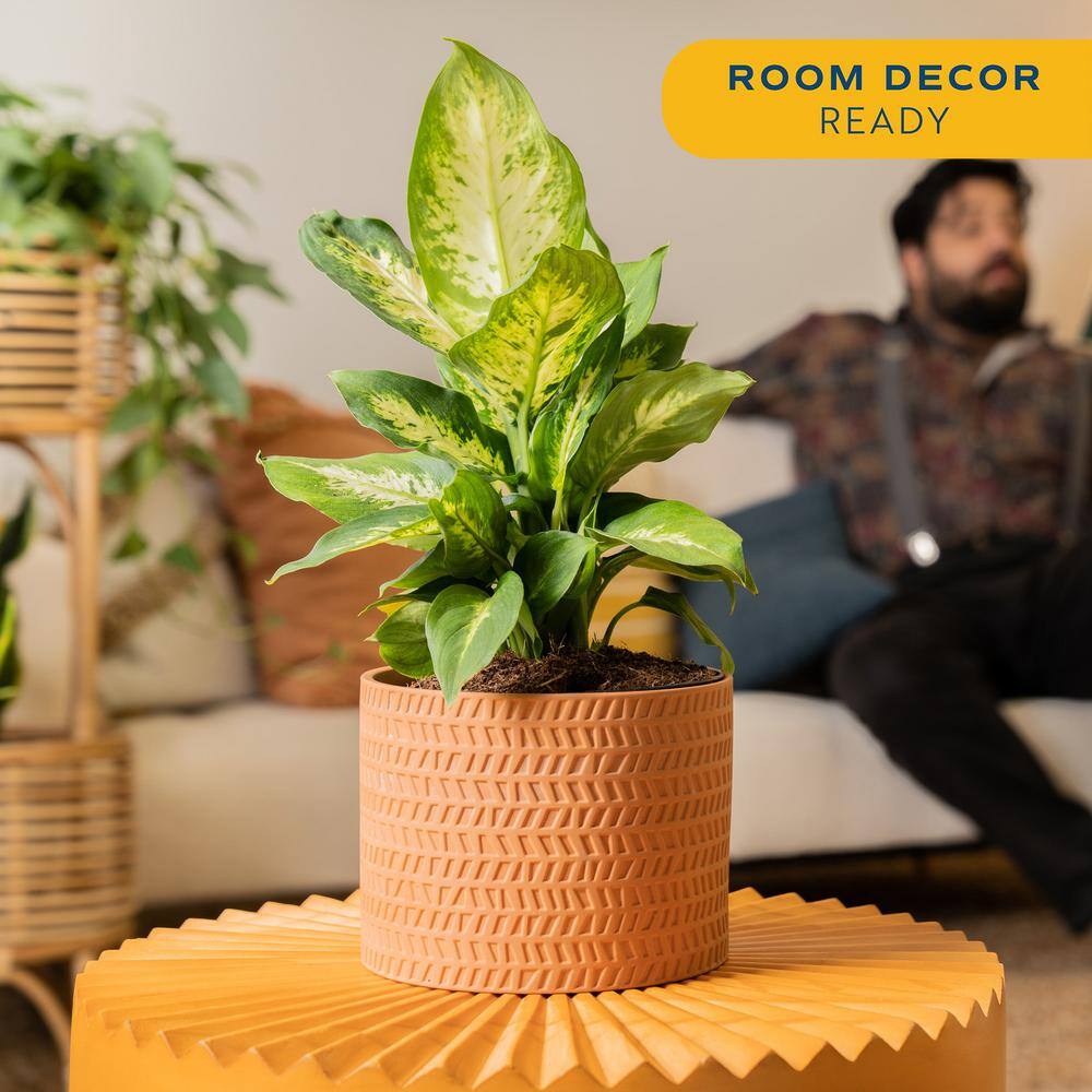 Large Dieffenbachia Dumb Cane in Brown Planter