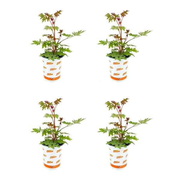 Vigoro 2.5 Qt. Dicentra Valentine Bleeding Heart Perennial Live Plant with Red Flowers (4-Pack)