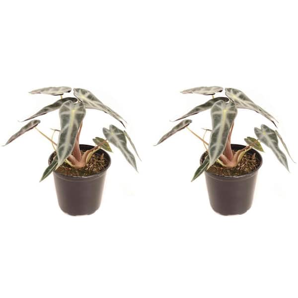 PLANTS BY POST 4 in. Alocasia Bambino Plant in Grower Pot (2-Pack)
