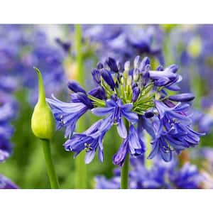 2.5 qt. Ever Sapphire Agapanthus with Reblooming Violet Blue Flower Clusters