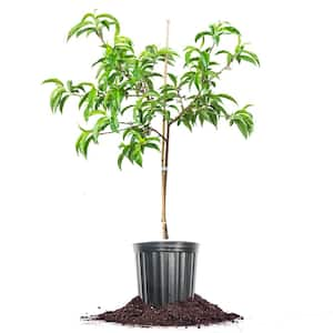 White Lady Peach Tree 3 gal. Growers Pot, Fruit Bearing Peach Tree Plant