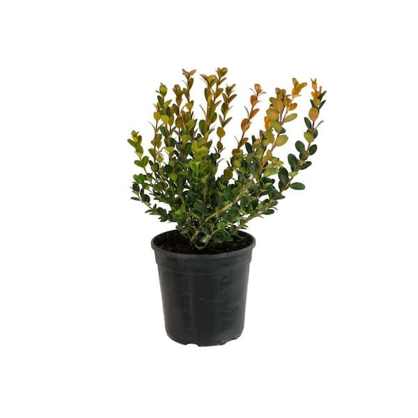 1 Gal Buxus Holiday Shrub Plant