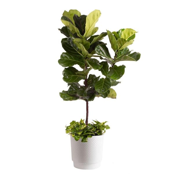 13 in. Ficus Lryata Fiddle Leaf Fig and Pothos Combo Plant in Deco Pot