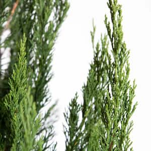 2.5 Qt. Spartan Juniper, Live Evergreen Tree, Dark Green Fast-Growing Privacy Plant