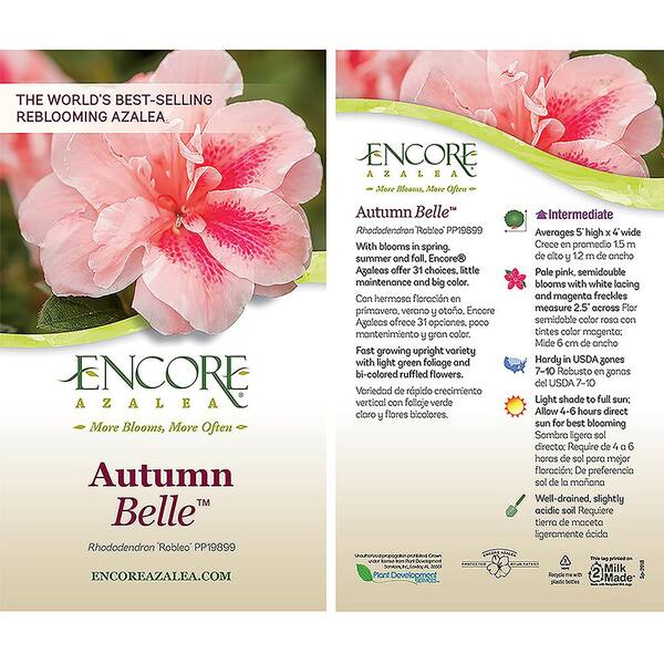 ENCORE AZALEA 1 Gal. Autumn Belle Shrub with Pinkish White Flowers 10320 -  The Home Depot