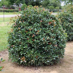 national PLANT NETWORK 2.5 qt. Cleyera Japonica Shrub HD7121 - The Home ...