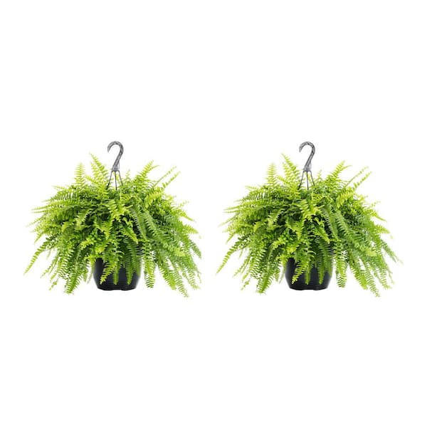 Metrolina Greenhouses Boston Fern - Thumbnail 2