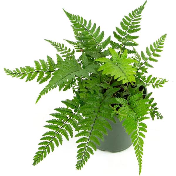 Wekiva Foliage Korean Rock Fern-Live Plant in a 4 Inch Grower's Pot-Polystichum Tsussimense-Exotic Easy Textured Ferns Florida