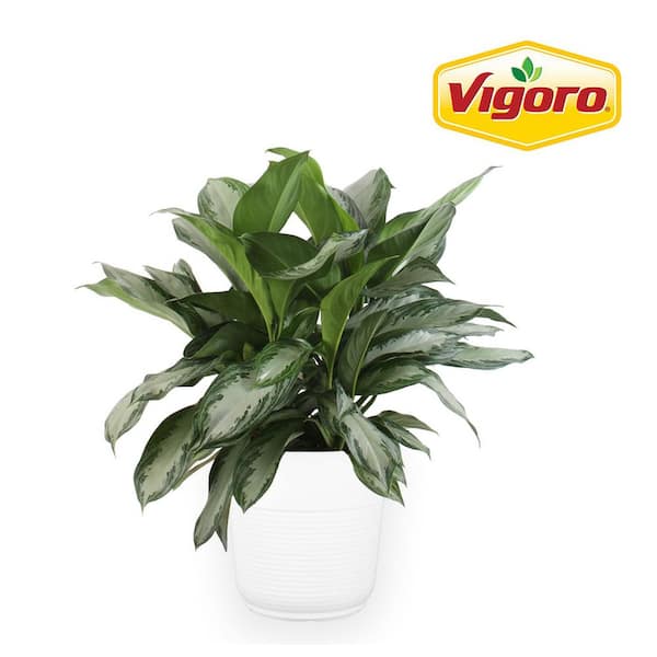 Vigoro Kimberly Queen Fern Plant in 10in. White Décor Pot, Avg ...