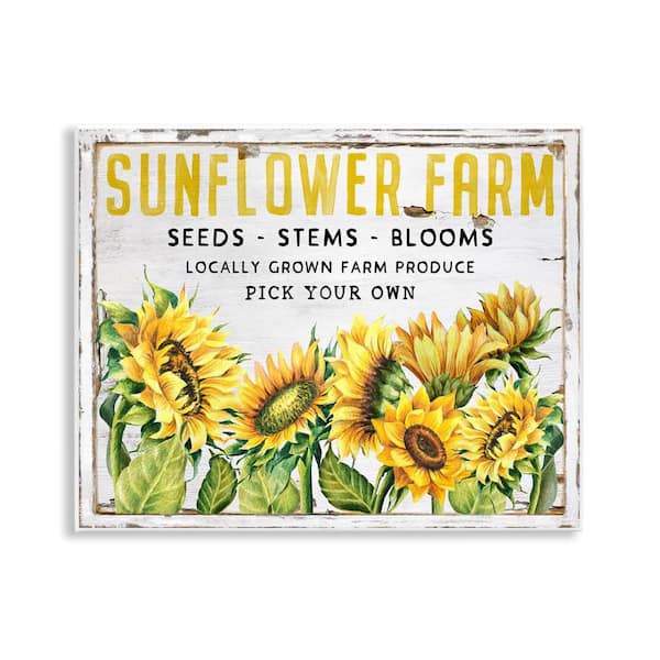 Stupell Industries Antique Sunflower Seeds by Creatif Belle Unframed Nature Graphic Art Print 11 in. x 14 in.