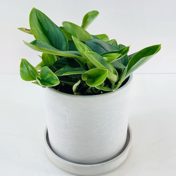 national PLANT NETWORK 4 in. Pothos Sterling Silver Plant in Grower  Container (3-Pack) HD2355 - The Home Depot