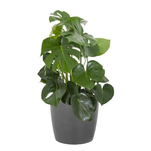 Monstera Deliciosa Split Leaf Philodendron Swiss Cheese Plant in 10 inch Premium Sustainable Ecopots Grey Pot