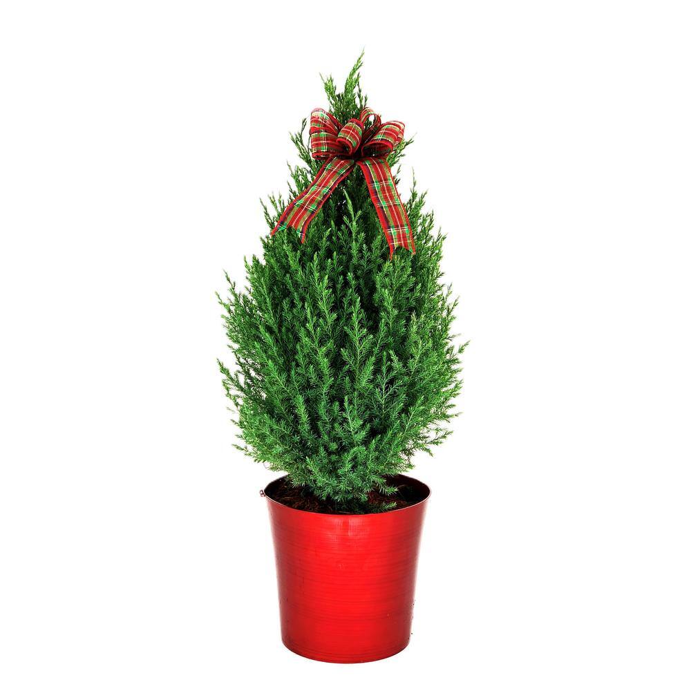 11 in. Holiday Blue Point Juniper Live Shrub in Red Decorative Pot with Hol