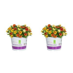 3 Qt. Drop N Decorate Bonfire Mix SuperCal Petunia Annual Plant with Yellow, Orange, Cinnamon Flowers (2-Pack)