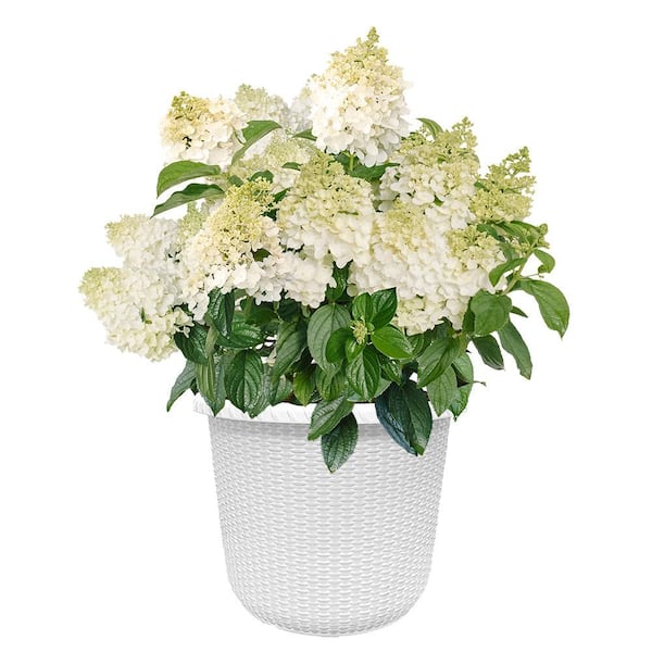 2 Gal. Little Hottie Hydrangea Shrub with Sparkling White Blooms in Decorative Container