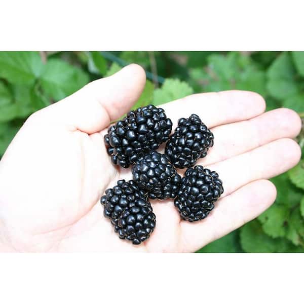 Kiowa BlackBerry Plant-Live Plant in a 2 in. Pot-Rubus-Fruit Trees for the Patio and Garden