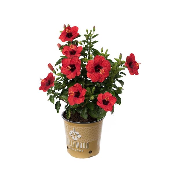 PROVEN WINNERS 2 Gal. Hollywood Hot Shot Red Flower Annual Hibiscus Plant