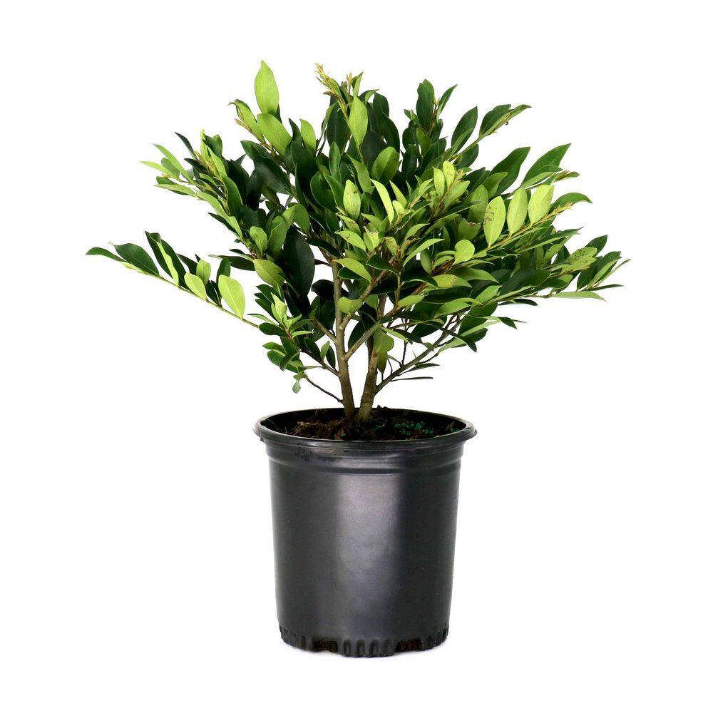 1 gal. Distylium Vintage Jade Shrub price history on PriceWatchPro