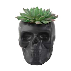 4.5 in. x 3.5 in. Artificial Succulent in Matte Black Ceramic Sugar Skull