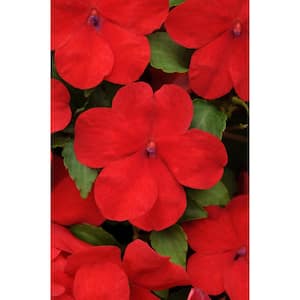 4 in. Red Impatien Annual Live Plant, Red Flowers(Pack of 6)