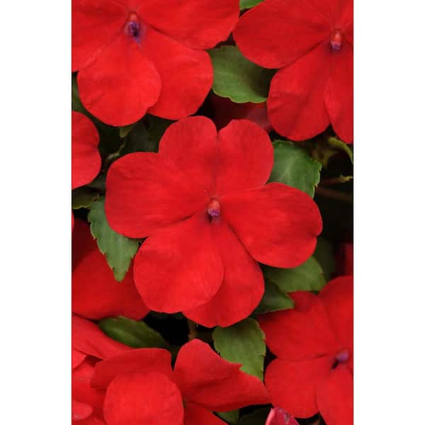 BELL NURSERY 6 in. Red Impatiens Annual Live Plant (4-Pack), Red Flowers