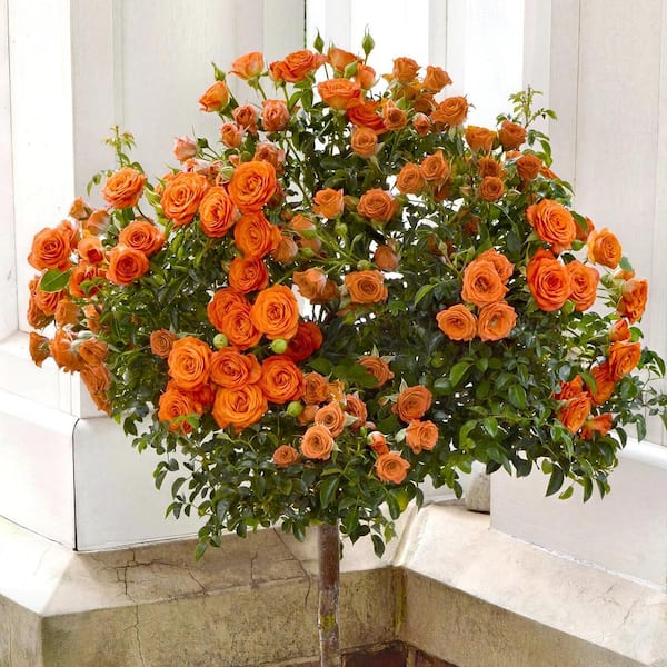 Bareroot Orange MiniFlora Patio Tree Rose Plant with Orange Flowers