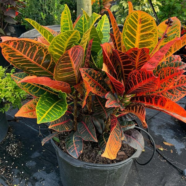 OnlinePlantCenter Petra Croton Plant in 10 in. Grower Pot