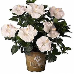 2 Gal. Hollywood Earth Angel White Flower Annual Hibiscus Plant