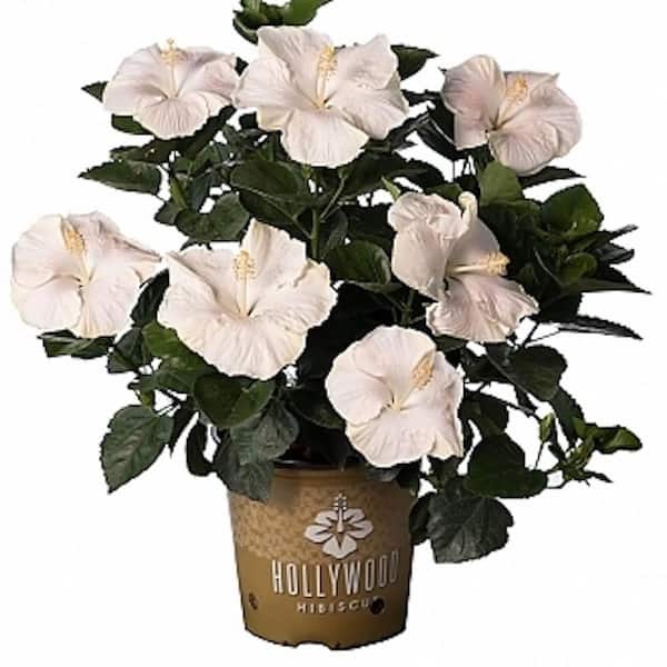 2 Gal. Hollywood Earth Angel White Flower Annual Hibiscus Plant