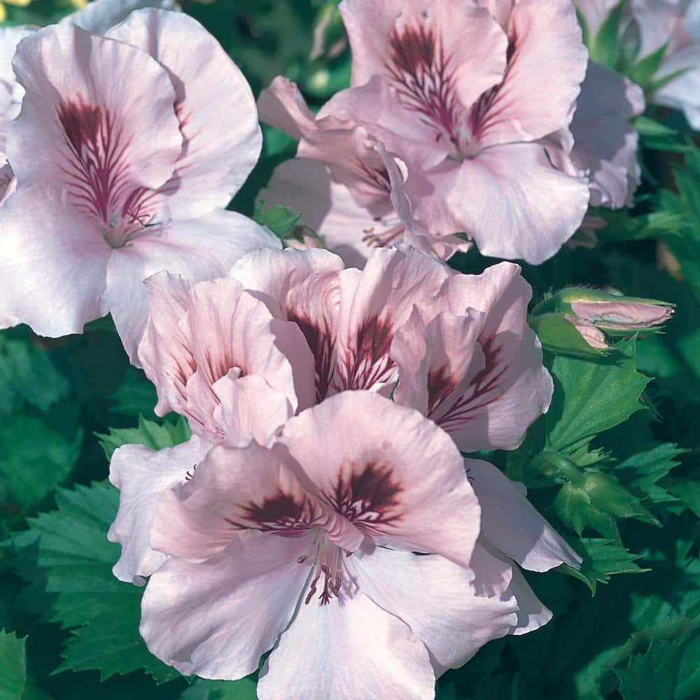 Vigoro 2.6 Qt. 1 Martha Washington Pink Geranium Plant 7843 The Home Depot